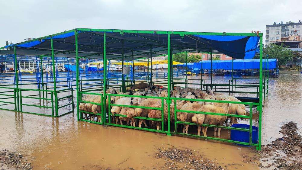 Kurban pazarı sular altında kaldı, besici gözyaşlarıyla konuştu 3